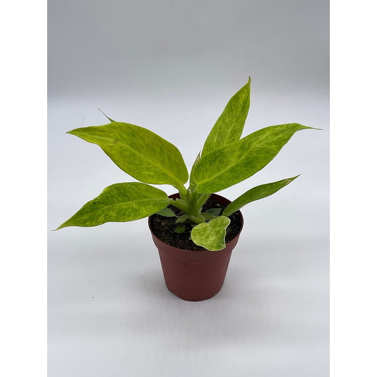 variegated philodendron billietiae Philodendron Billietiae Variegated 4” Exact Plant – Rare Foliage Plant Co