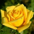 thumbnail image 2 of 10 Bright Yellow Rose Seeds Flower Bush Perennial Shrub Flowers Seed 1261, 2 of 2