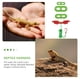 thumbnail image 5 of GOOHOCHY Conjunto de correa de mascotas Lagarto fresco alas de cuero adorable Dragón barbudo Decoración de disfraces, 5 of 7