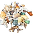 thumbnail image 1 of Labymos Varied Size Seashells Mixed Beach Natural Conch Cowrie Beadshells for Beach Theme Party Wedding, 1 of 8