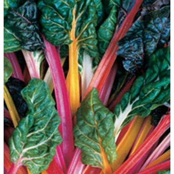 Swiss Chard Rainbow Mixture Garden Heirloom Vegetable by Seed Kingdom Bulk 1 Lb Seeds