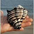 thumbnail image 3 of Black Conch Shell Sea Shell Aquarium Decor Natural Home Display Coastal Ornament 11 to 12cm Marine Theme Craft Accessory, 3 of 9