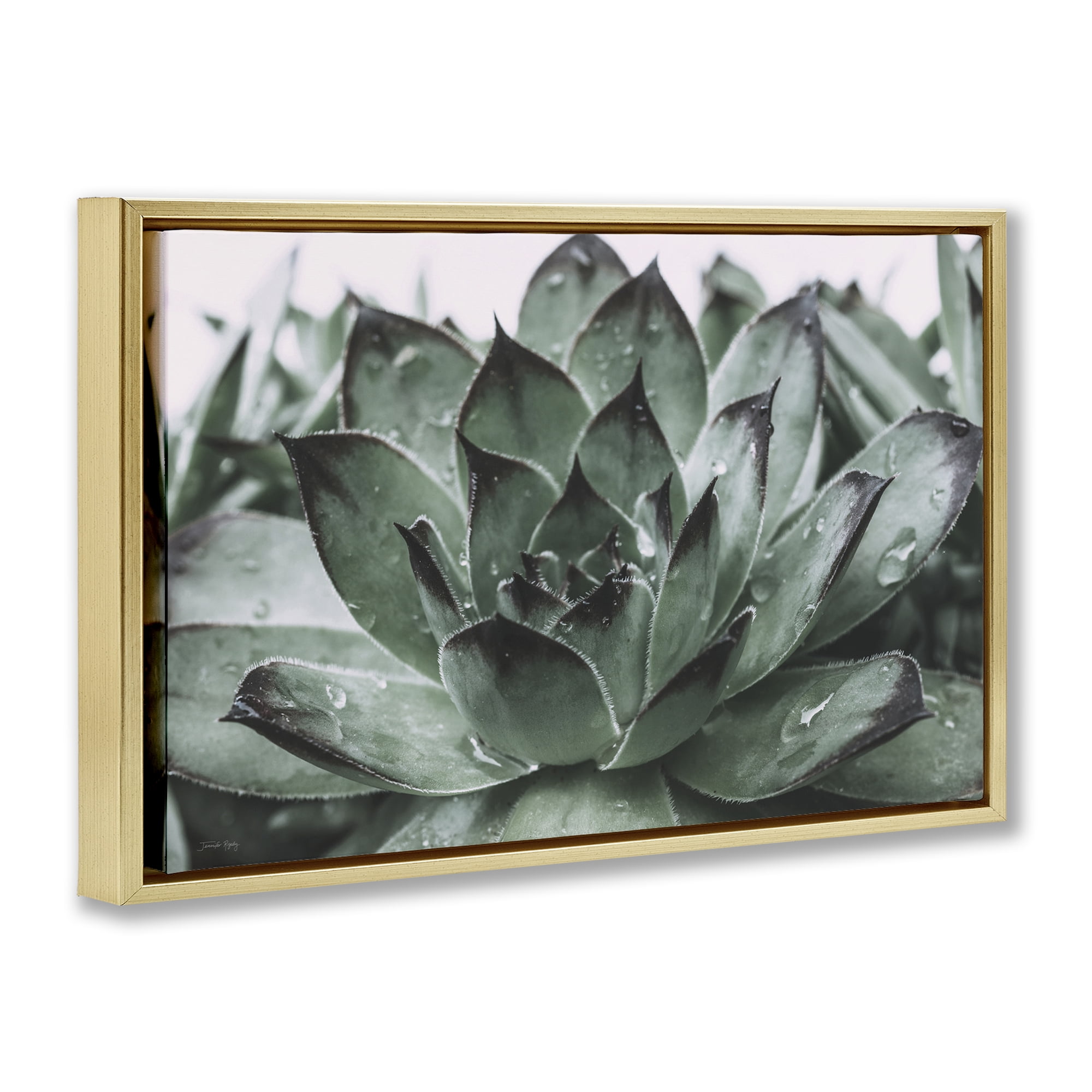Stupell Industries Succulent with Rain Droplets Plants & Flowers Painting Gold Floater Framed Canvas Art Print Wall Art, 25 x 17