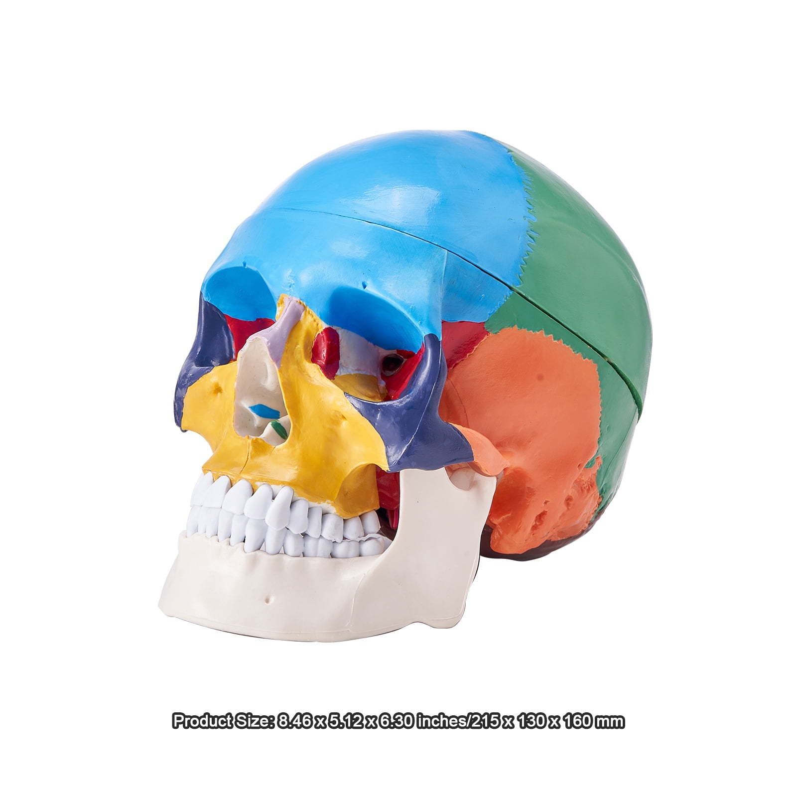 KFFKFF Human Skull Model Anatomical Skull Model 3 Parts 1:1 Colored Skeleton