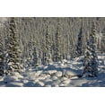 thumbnail image 2 of Grall, Don 32x23 Black Ornate Wood Framed with Double Matting Museum Art Print Titled - Canada, Alberta, Jasper NP Snowy rocks and trees, 2 of 4