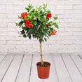 thumbnail image 5 of RedCrocus Hibiscus Braid Assorted- Vibrant Blooms, Pollinator Attractant, Garden & Container Plant, Hardy Shrub for Full Sun & Partial Shade 6" Pot, 5 of 20