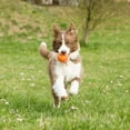 thumbnail image 4 of Chuckit! Fetch Ball Large Durable Rubber Fetch Ball Dog Toy, 4 of 5