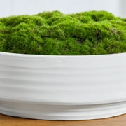 Better Homes & Gardens 8 Faux Moss in Ceramic Bowl