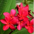thumbnail image 2 of Tropical Red Plumeria Plant Live Cutting 1 Pk Full Sun Indoor Outdoor LL2, 2 of 6