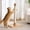White, variant on 29" Tall Solid Wood Cat Scratching Post for Indoor Cats, Extra Stable Heavy Base, Natural Sisal Scratcher with Hanging Ball, Furniture Protector for Kittens & Adult Cats, Beige