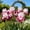 A, variant on Rare iris for Courtyards-Long Continuous Blooms-Low Maintenance-Ideal for Borders, Plant Pots & Planters