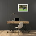 thumbnail image 3 of Murdock, Ramona 18x13 White Modern Wood Framed Museum Art Print Titled - Black Steer, 3 of 4