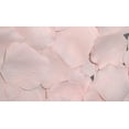thumbnail image 2 of Pale Pink - 200 Silk Rose Petals Wedding Favors - Solid Colors - Wedding Reception and Party Supplies, 2 of 2