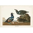 thumbnail image 2 of Audubon, John James 32x23 Gold Ornate Wood Framed with Double Matting Museum Art Print Titled - Pl 297 Harlequin Duck, 2 of 4