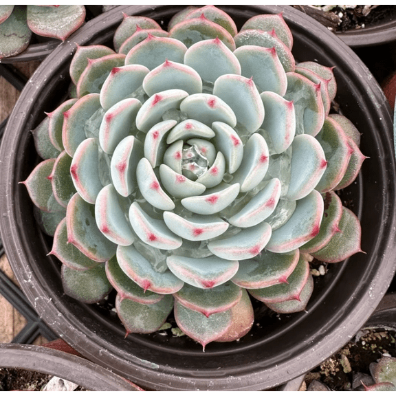 Live Echeveria Minima Plant - Small Succulents Plant - 4 Inch Pot