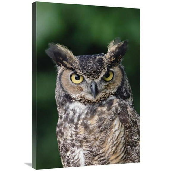 Global Gallery Great Horned Owl Close-Up Portrait - North America Art Print