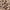 Tan Animal, variant on Secret Treasures Women’s Sleepwear Midi Knit Nightgown, Sizes XS-4X