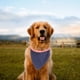 thumbnail image 1 of Ganfancp Pet Saliva Toalla de Algodón Triangular Toalla Perro Bufanda Babero Bandana Adjustabl Doble Cara Intercambio Estilo Adecuado para Cuello Circunferencia 10-19Inch Rebajas Flash Deals Toalla B, 1 of 7