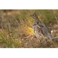 thumbnail image 2 of Jaynes Gallery 24x17 Gold Ornate Wood Framed with Double Matting Museum Art Print Titled - USA-Wyoming-Grand Teton National Park Dusky grouse bird close-up, 2 of 4