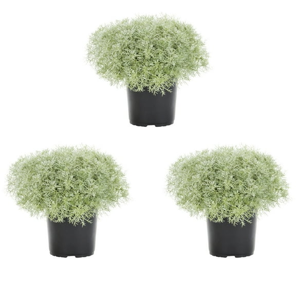 Expert Gardener 2.5QT Silver Artemisia Live Perennial Plant Sun 3-Pack