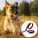 thumbnail image 3 of Collares y correas para perros Collares y correas para perros, 3 of 5