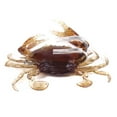 thumbnail image 1 of Wweixi Simulation Crabs Soft Bait Artificial Fishing Lure Fake Lures Head 8cm 19g 1Set, 1 of 6