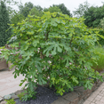 thumbnail image 4 of LSU Purple Fig Tree Live Fruit Tree – 1 Gallon Potted Plant, Sweet Purple Figs, Hardy Heat-Tolerant Fig, 4 of 5