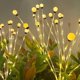 thumbnail image 3 of 6 luces LED de luciérnaga for exteriores, impermeables, for jardín, balcón, césped, lámpara oscilante, lámparas de decoración de paisaje alimentadas por luz solar, 3 of 7