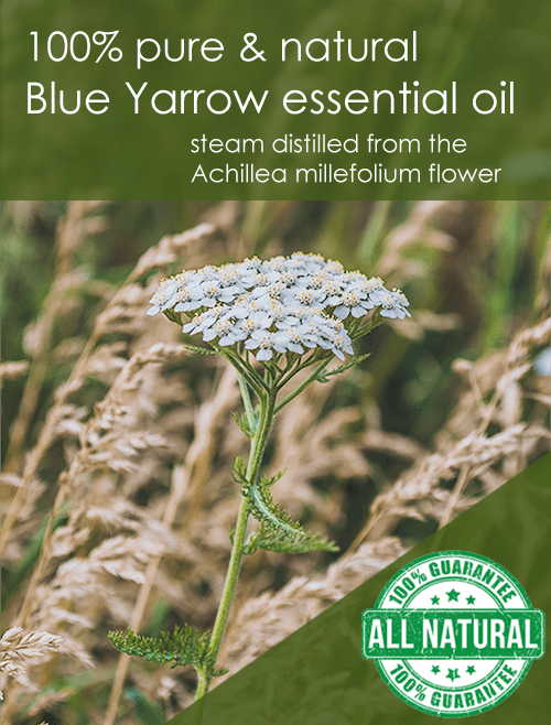 Yarrow Essential Oil - 10 ml - Amber Glass Bottle w/ Euro Dropper