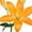 Orange, variant on Member's Mark LA Hybrid Lilies, choose color and stem count