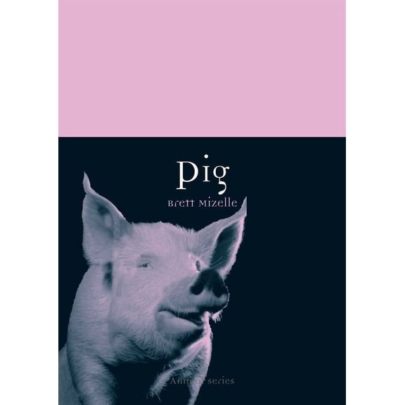 Animal: Pig (Paperback)