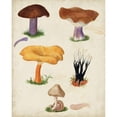 thumbnail image 3 of Vision Studio 12x14 Black Modern Framed Museum Art Print Titled - Mushroom Species VII, 3 of 5