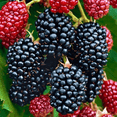 thumbnail image 3 of &nbsp;Prime Ark Freedom Blackberry&nbsp;Plant Sweet Blackberries Plants 6-12"Tall 4"Pot, 3 of 4