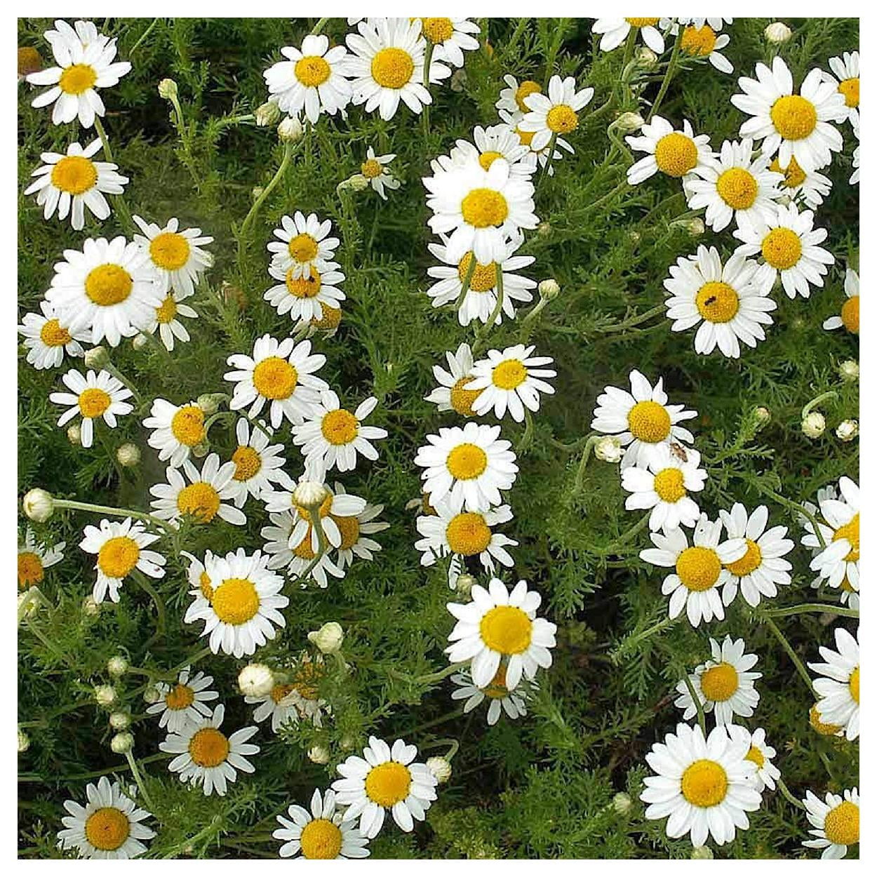 Everwilde Farms - 1 lb Roman Chamomile Garden Flower Seeds - Gold Vault Bulk Seed Packet
