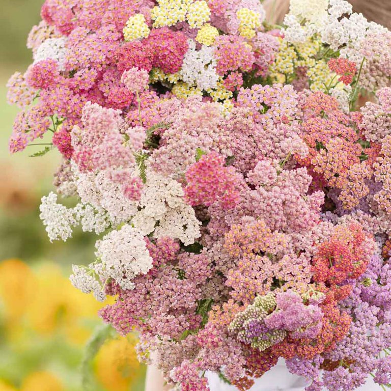 50 Colorado Pastel Mix Yarrow Flower Seeds – New Hill Farms