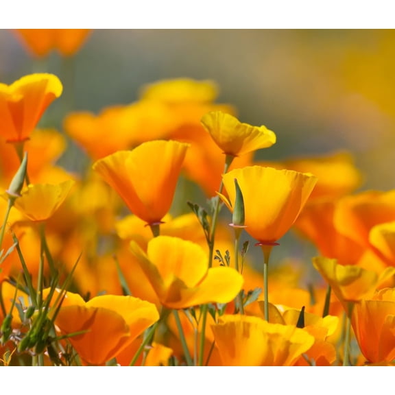 California Poppy Flower Seeds - (Eschscholtzia californica) California State Flower (1,000 Seeds)