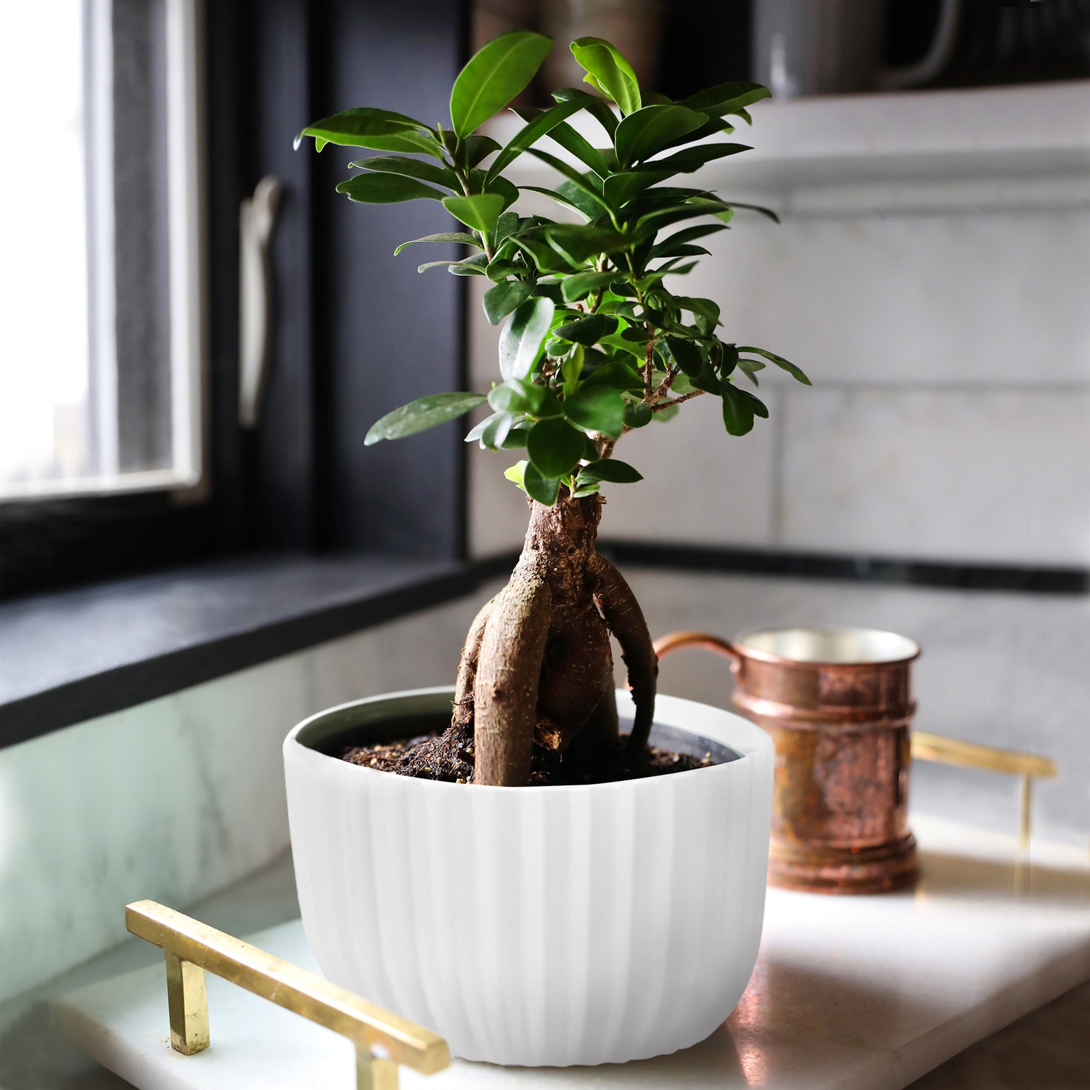Just Add Ice Live Indoor Plant 12