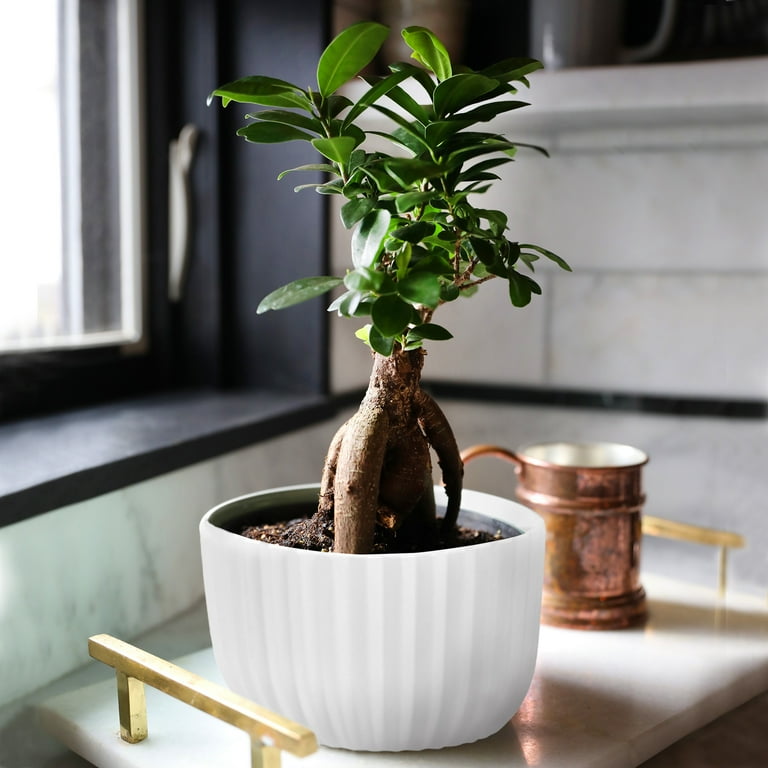 Just Add Ice Live Indoor Plant 12" Tall Bonsai Plant in Decorative Fiber  Clay 6" Pot - Walmart.com