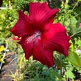 thumbnail image 2 of Lord Baltimore Hibiscus Live Perennial - Gallon 1, 2 of 6