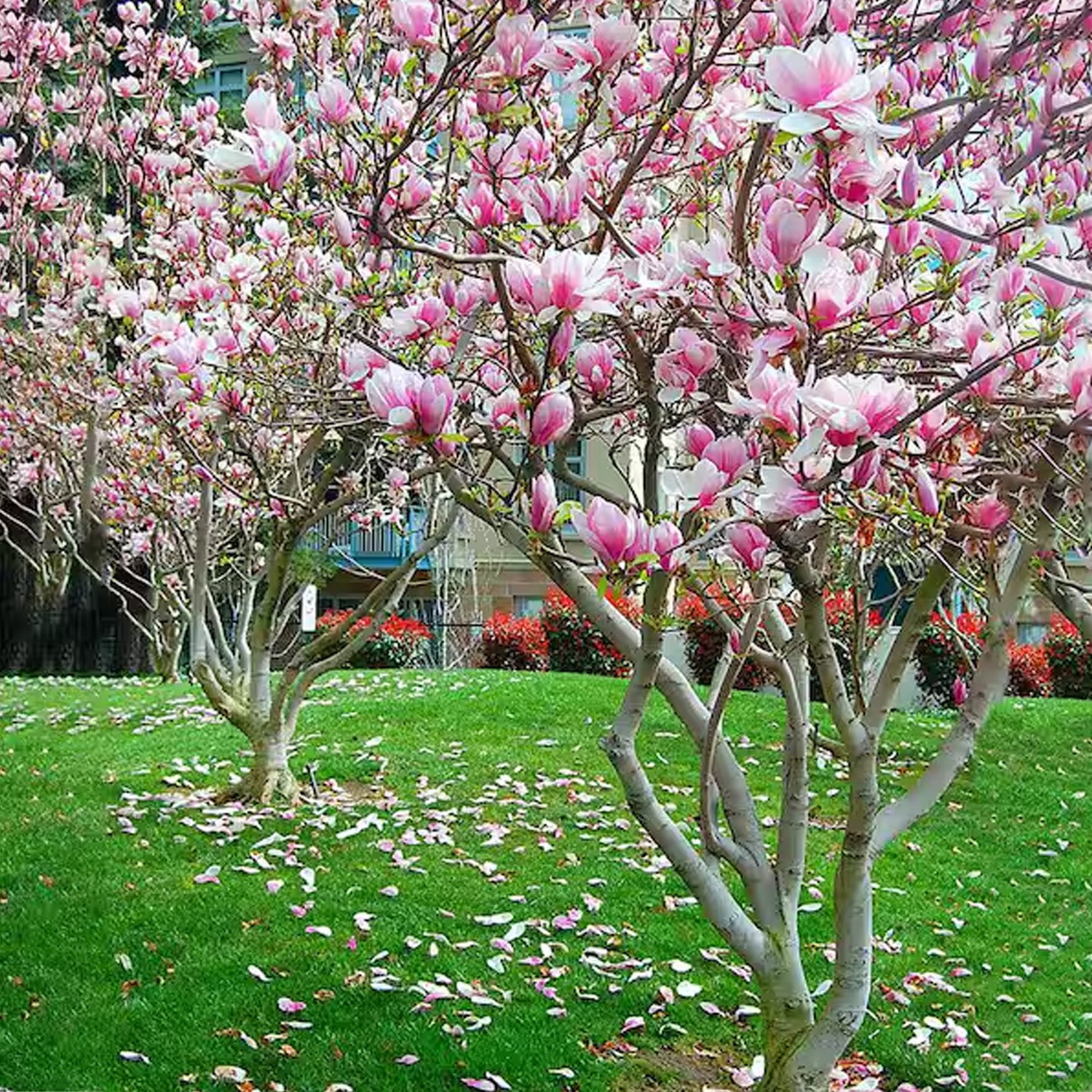 Expert Gardener 4-5' Magnolia Japanese Little Mimi (Patience™ Series) Live Tree in 2 gal. Grower Pot