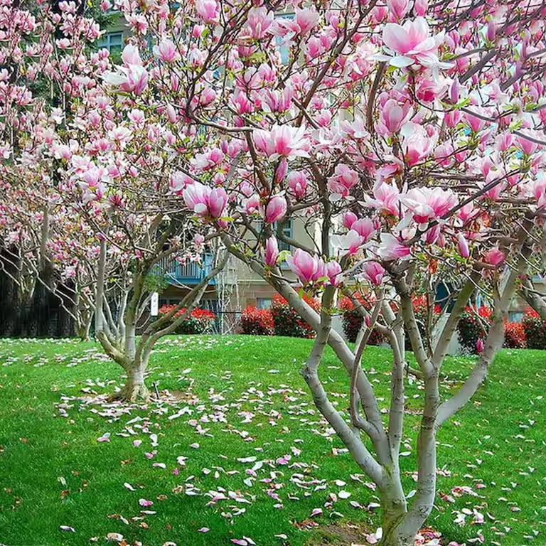 Expert Gardener 4-5' Magnolia Japanese Little Mimi (Patience