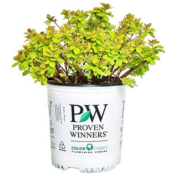 Glow Girl® Birchleaf Spirea