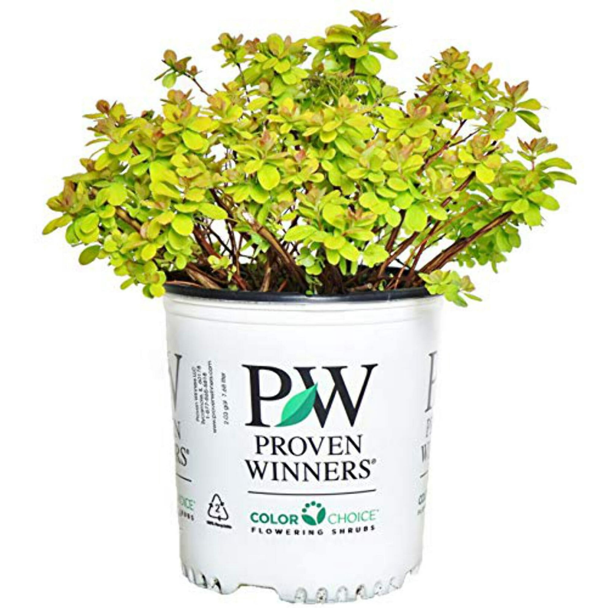 Glow Girl® Birchleaf Spirea