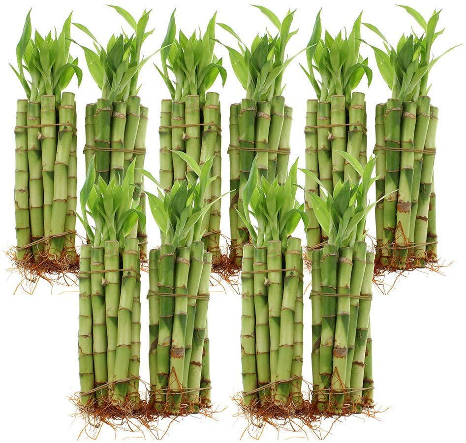 NW Wholesaler Live Lucky Bamboo Plant Bundle of 100
