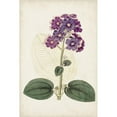 thumbnail image 3 of Ridgeway 13x18 Black Modern Framed Museum Art Print Titled - Antique Botanical Collection V, 3 of 5