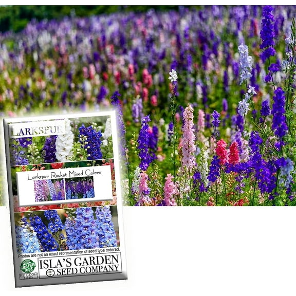 Larkspur Rocket Mix Colors Blend Flower Seeds, 250 Seeds Per Packet, Isla's Garden Seeds