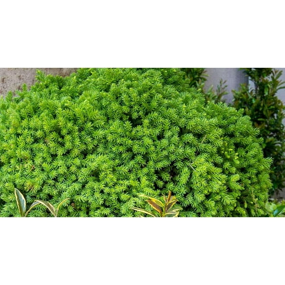 Dragon Prince Japanese Cedar-Dwarf Evergreen for Urban Gardens  3 Gallon