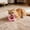 Pink, variant on 2026 Upgrade Mesh Donut Cat Chew Toy with Built-in Bell, Crinkle Sound Teething Interactive Ring for Indoor Cat Dental Health Play, 1.97x1.97i Green