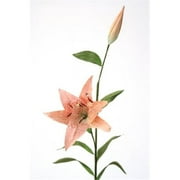 Distinctive Designs DW-958-SOCD DIY Flower Sonia Celadon Oriental Hybrid Lily With Blooms - Pack of 12
