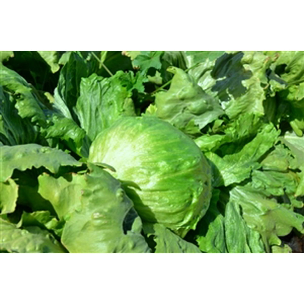 Lettuce Iceberg Seed 1 Packet